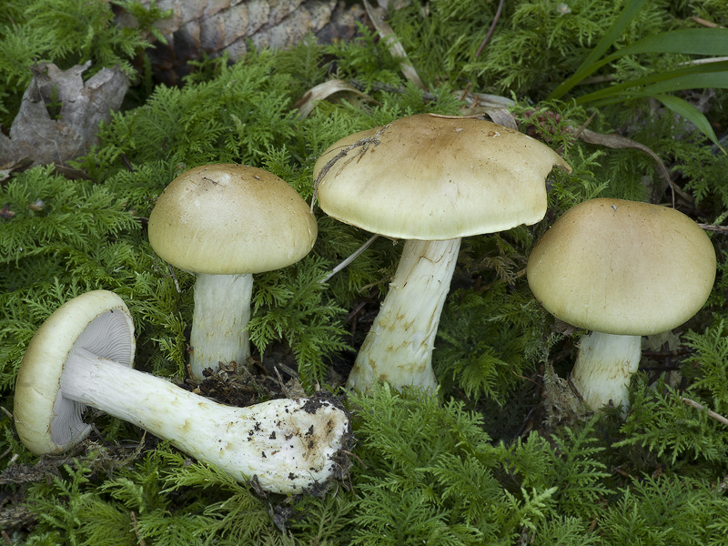 Cortinarius luteobrunnescens